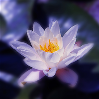 Water Lotus & Jasmine Fragrance Oil 1286